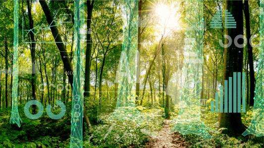 Mit KI Wälder schützen und bewirtschaften